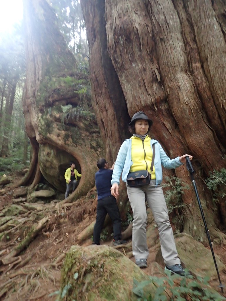 P3257959.JPG - 阿里山  二萬平  抱石神木