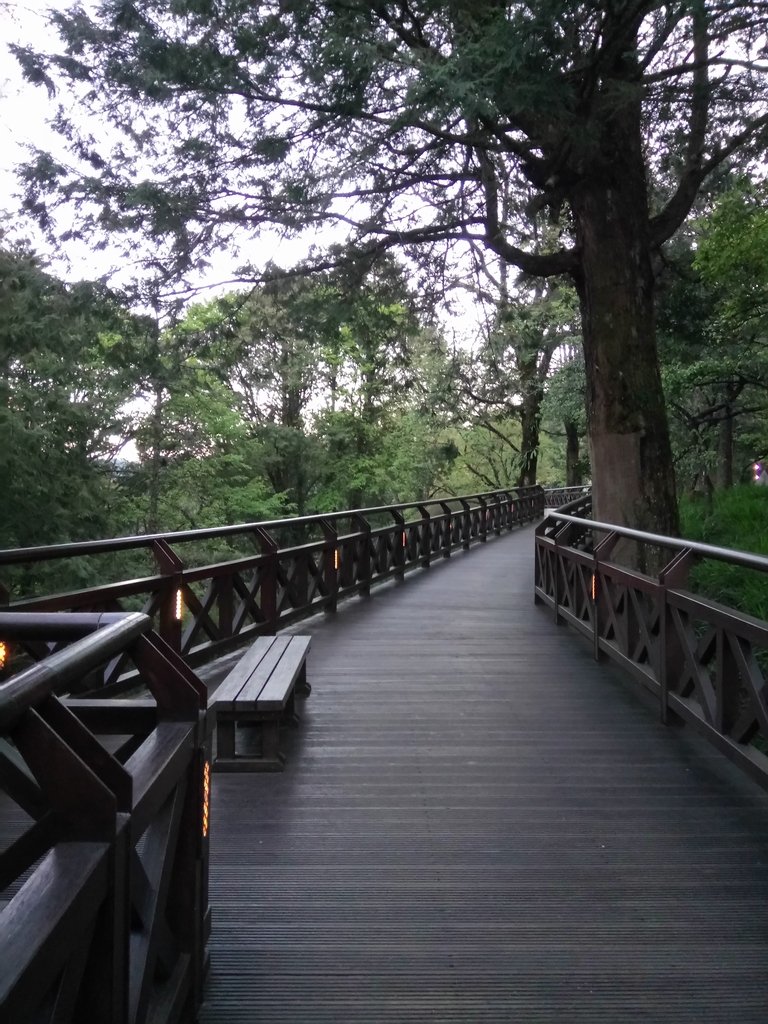 DSC_1604.JPG - 阿里山  沼平公園  賞櫻