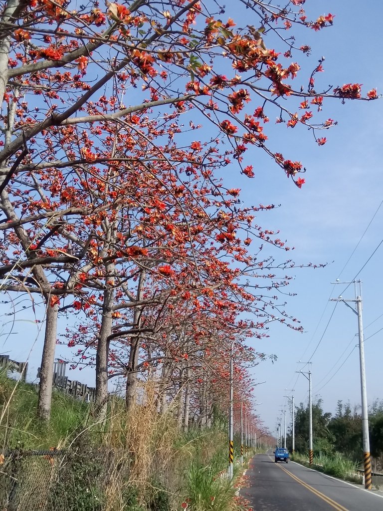 DSC_7876.JPG - 清水  大田產要道路  木棉花