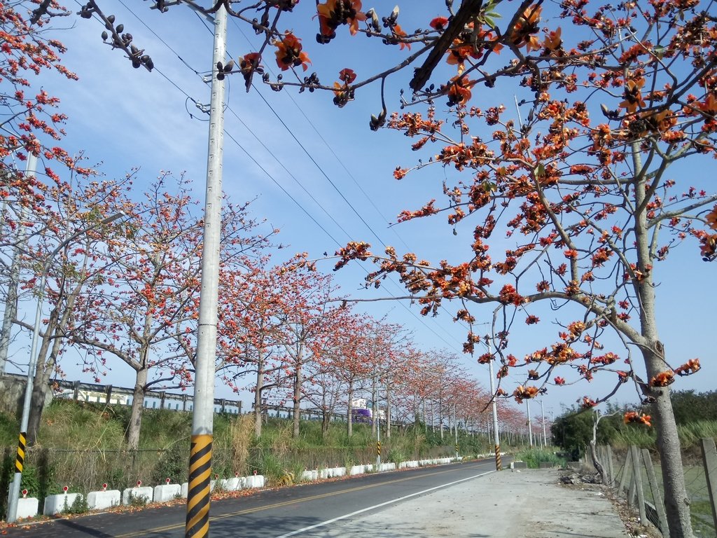 DSC_7885.JPG - 清水  大田產要道路  木棉花