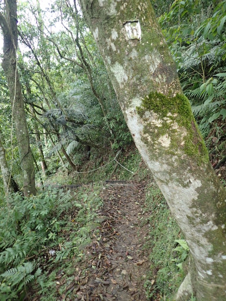 P3170374.JPG - 坪林  鬼子賴尖山