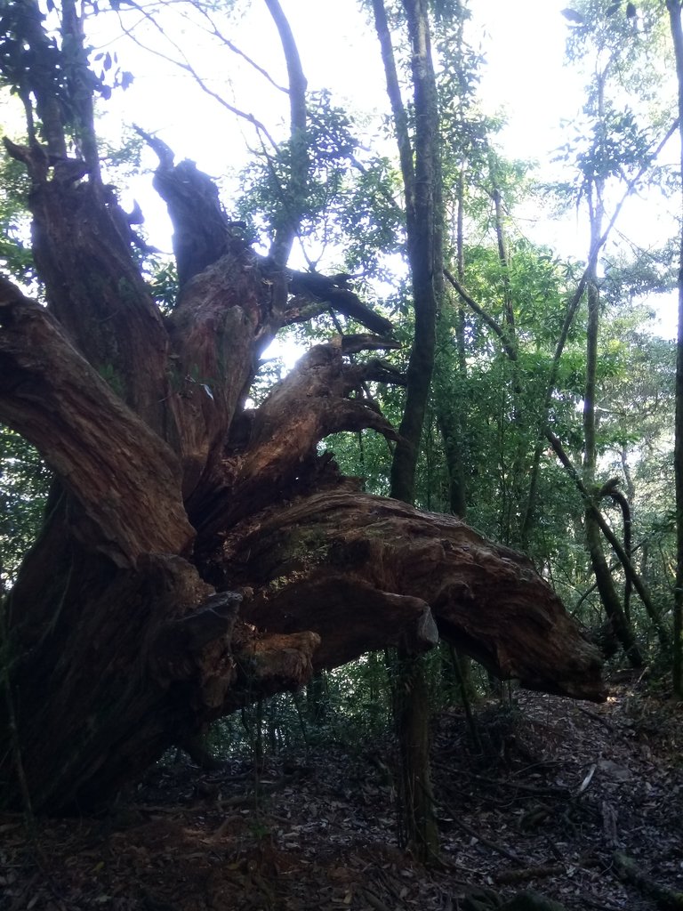 DSC_2630.JPG - 台中  和平  稍來山