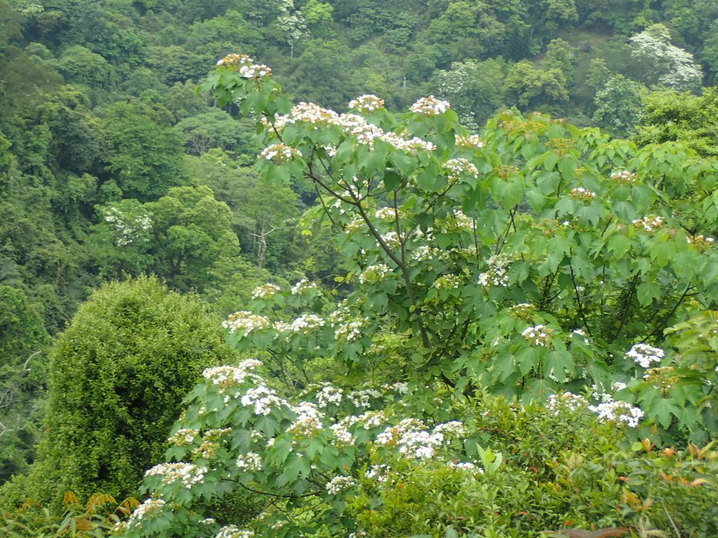 P4191923.JPG - 南庄  細湖頂  桐花山林