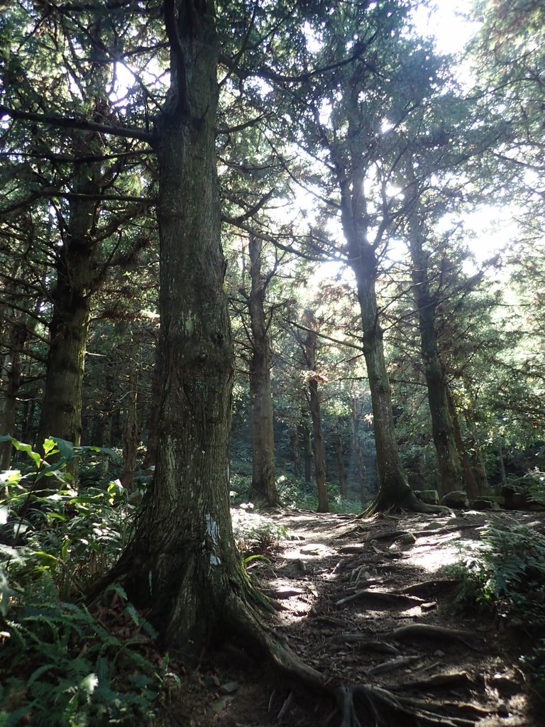 P7235816.JPG - 台中和平  長壽山登山步道  (上)