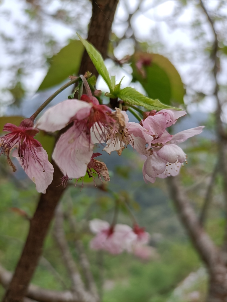 IMG20210226122855.jpg - 三峽  熊空  大熊櫻花林