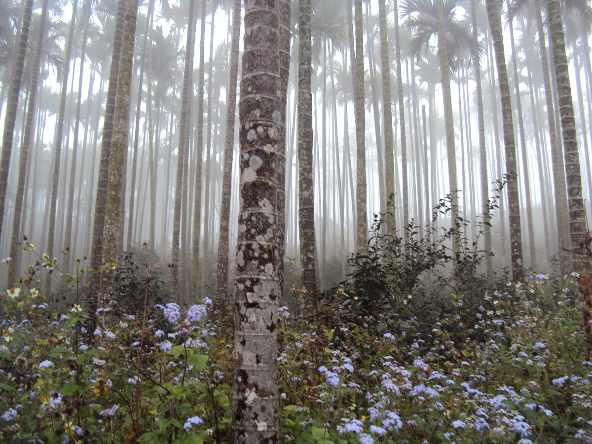 DSC07689.JPG - 南投  永興  晨霧山林