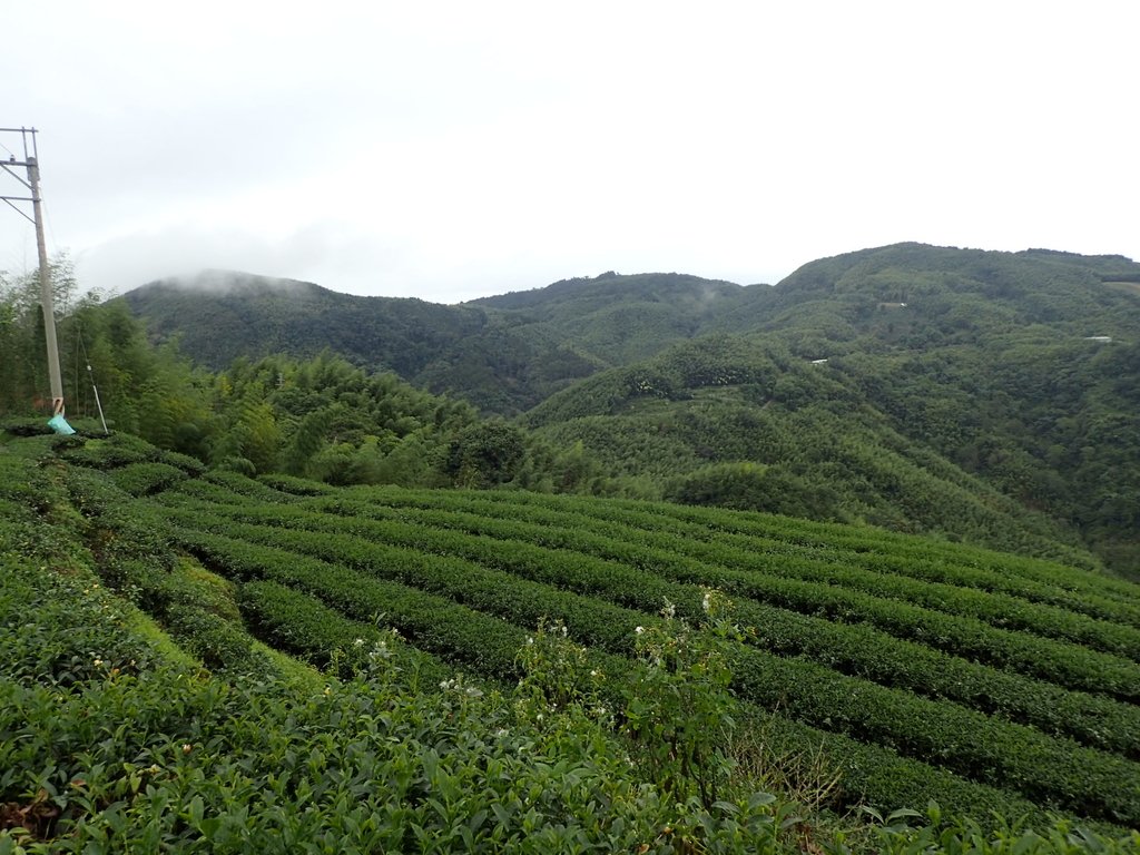 PA231769.JPG - 往三層坪途中之  茶園景致