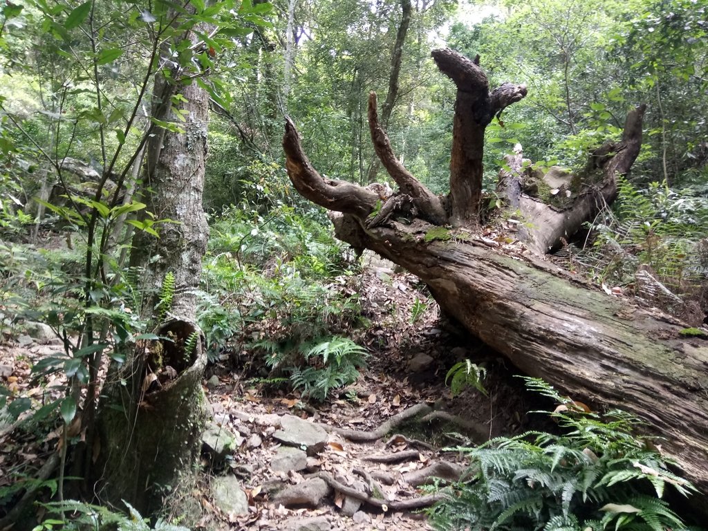 DSC_6460.JPG - 谷關七雄之  波津加山