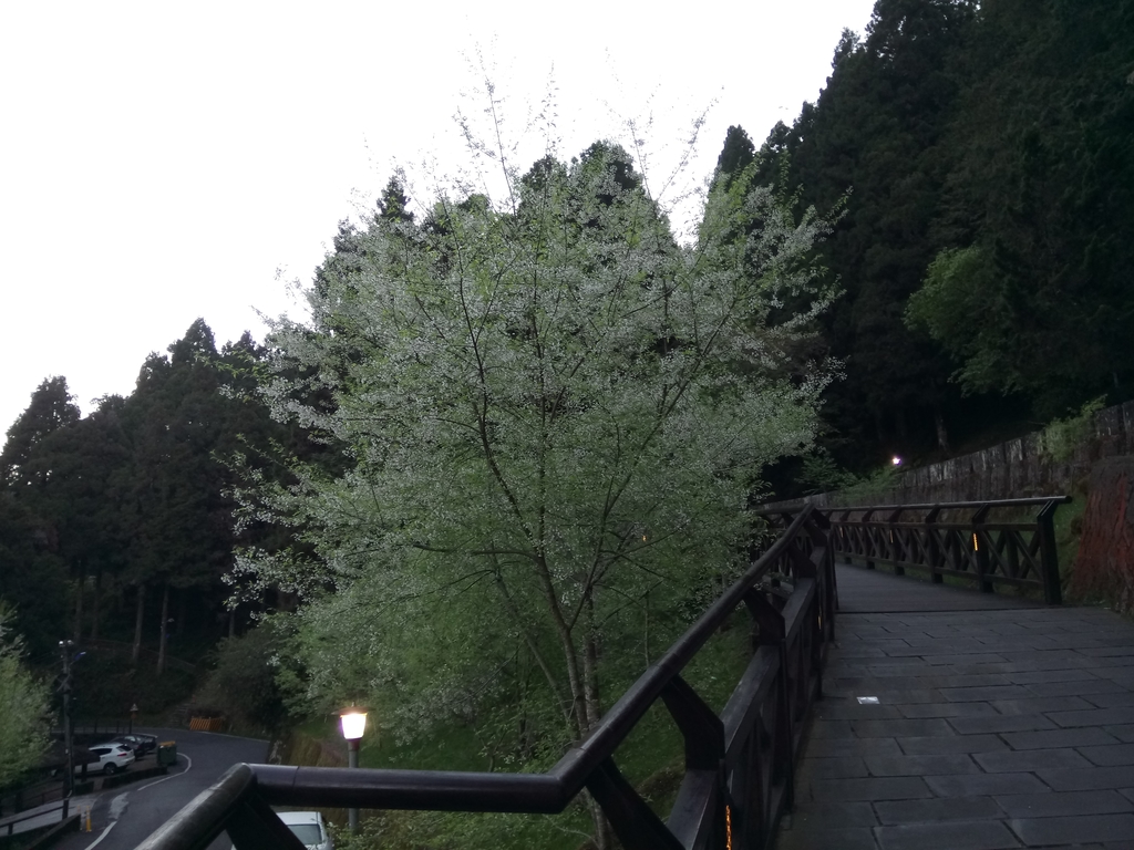 DSC_1607.JPG - 阿里山  沼平公園  賞櫻