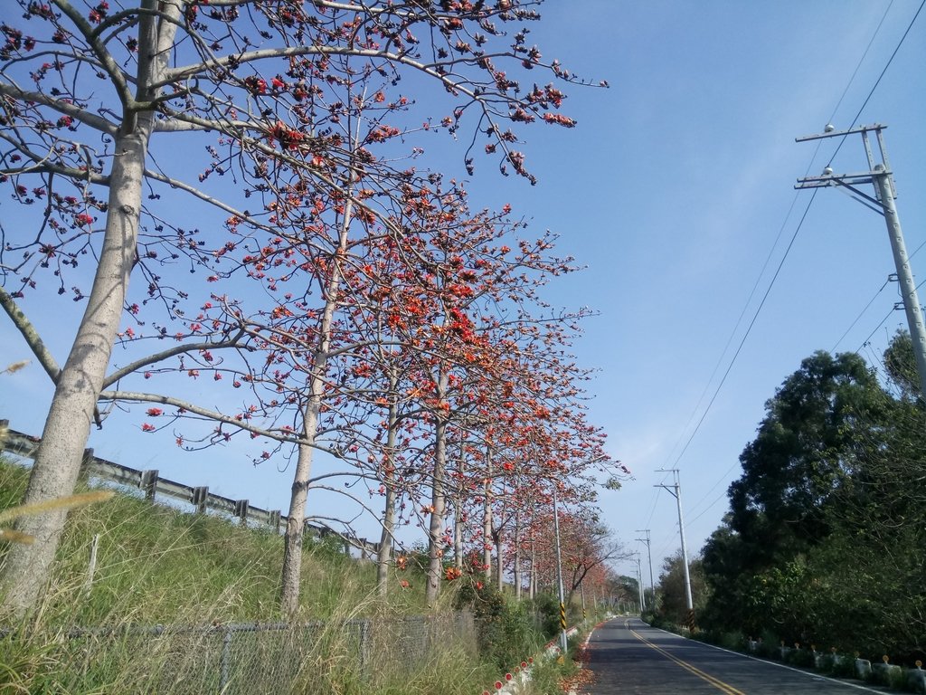 DSC_7893.JPG - 清水  大田產要道路  木棉花