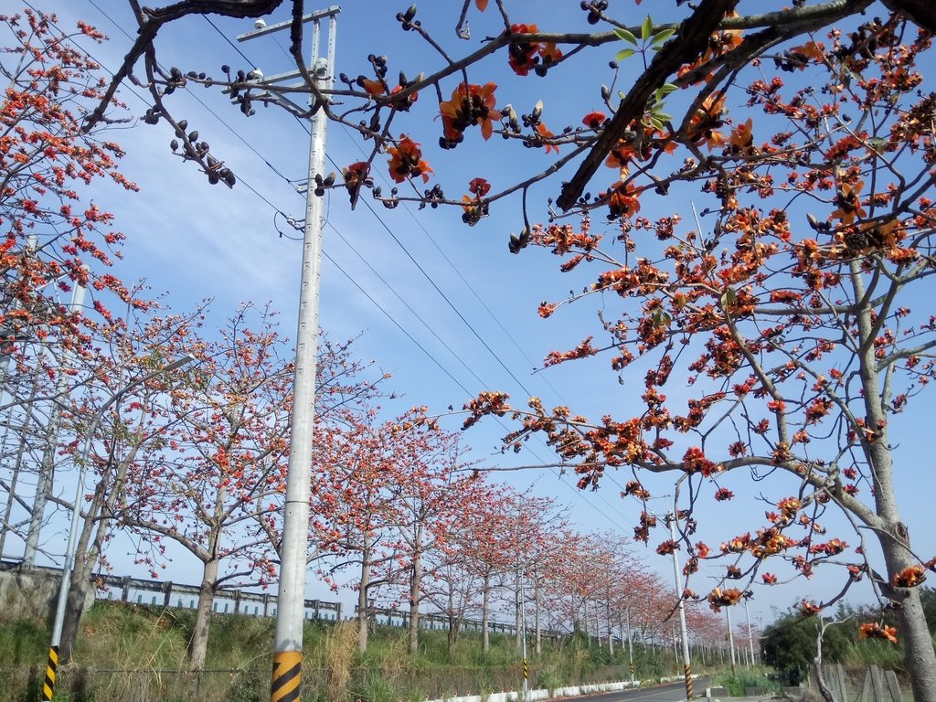 DSC_7886.JPG - 清水  大田產要道路  木棉花