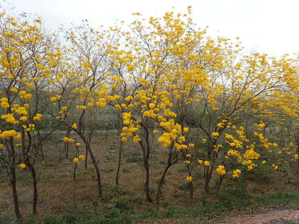 P3066597.JPG - 竹塘  田頭堤防  黃花風鈴木