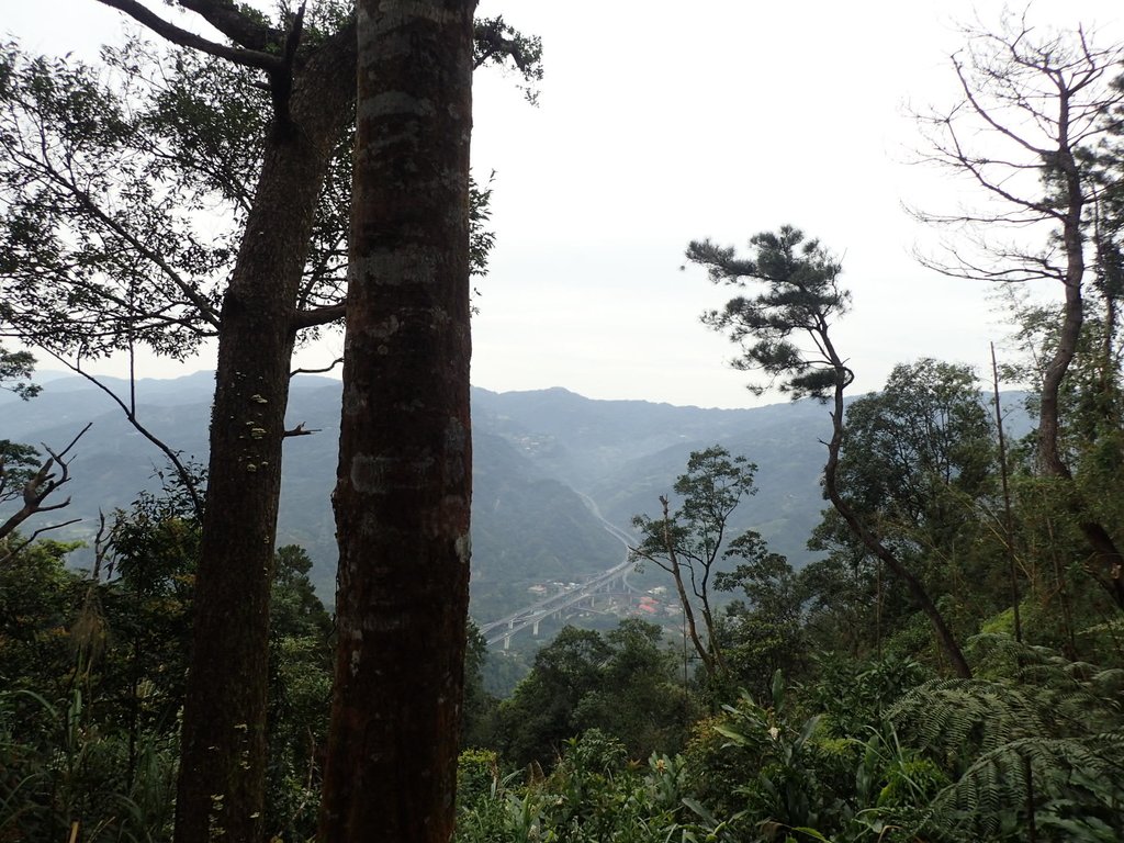 P3170385.JPG - 坪林  鬼子賴尖山