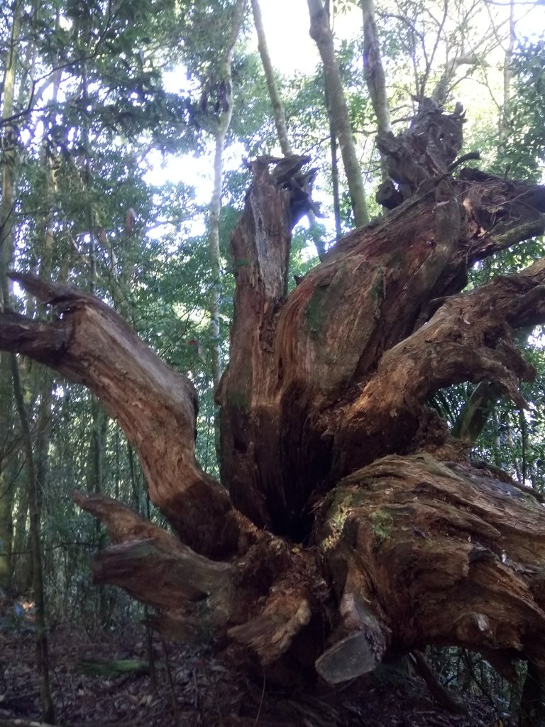 DSC_2633.JPG - 台中  和平  稍來山