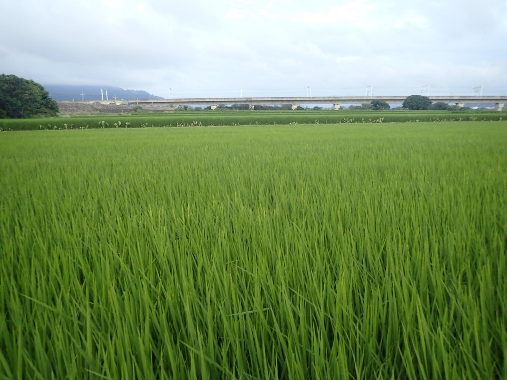 P5314014.JPG - 大甲  大安溪  北堤岸風光