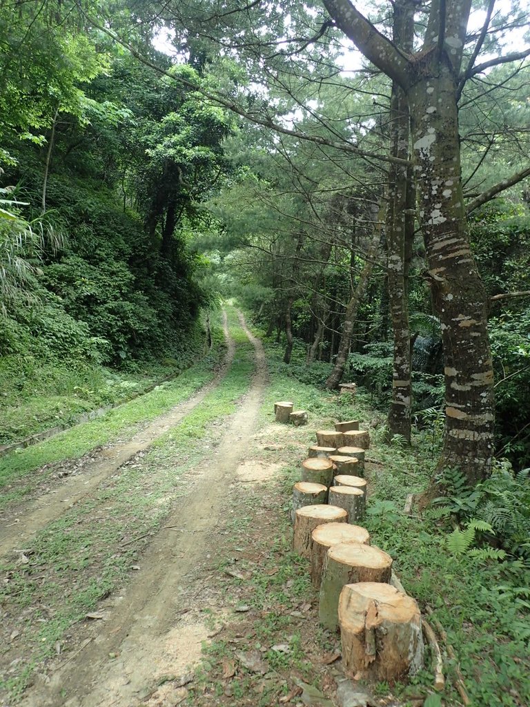 P4191937.JPG - 南庄  細湖頂  桐花山林