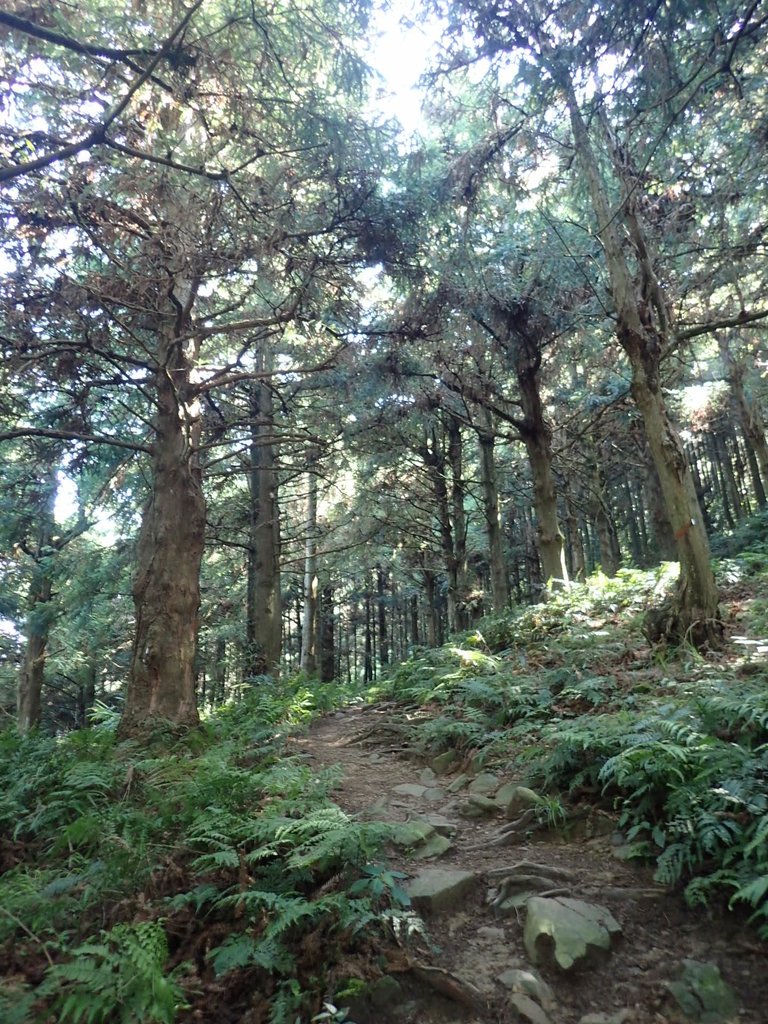 P7235826.JPG - 台中和平  長壽山登山步道  (上)