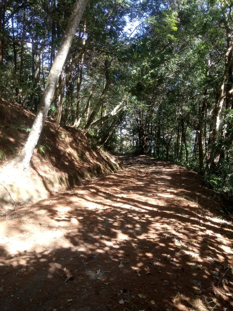 DSC_1706.JPG - 仁愛  惠蓀林場  巨松臺步道