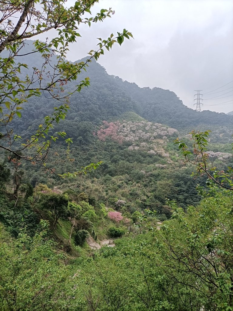 IMG20210226122919.jpg - 三峽  熊空  大熊櫻花林