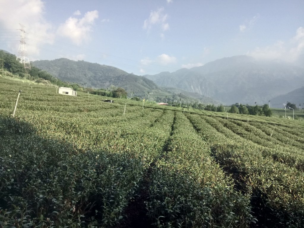 DSC_1825.JPG - 竹山  山坪頂茶園