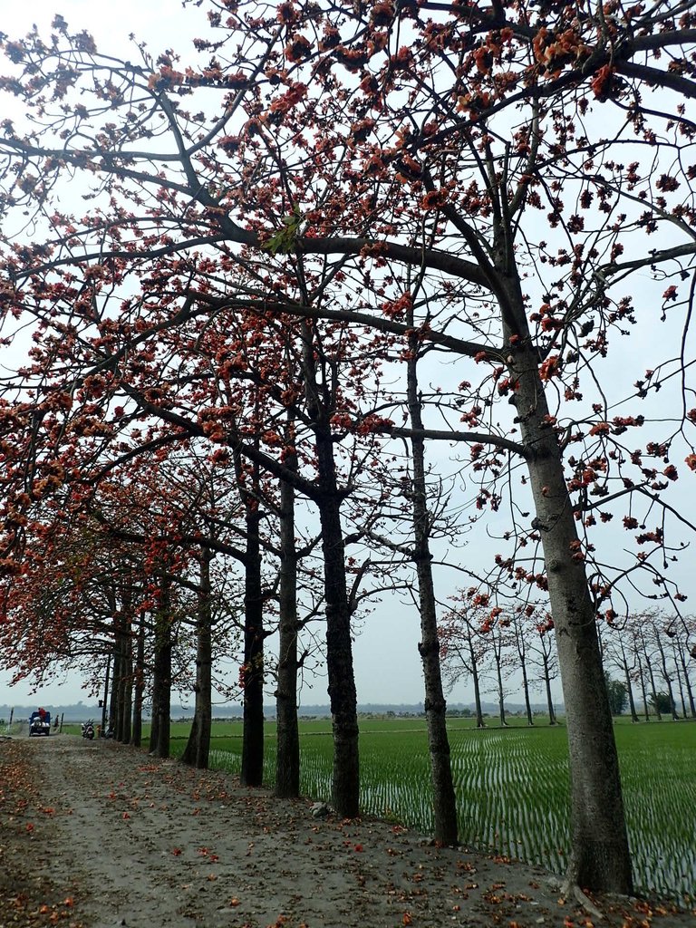 P3066483.JPG - 竹塘  田頭  木棉花道