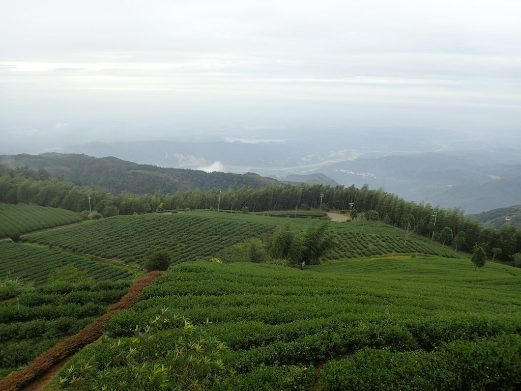 PA231839.JPG - 古坑  雲嶺之丘