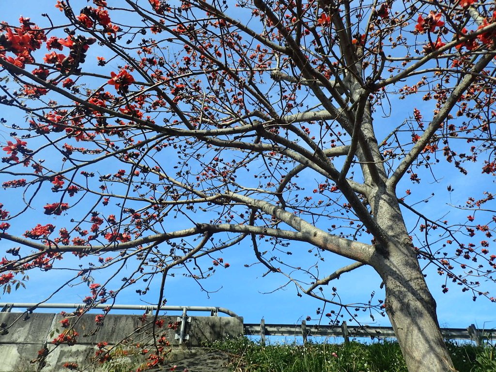 P3036231.JPG - 清水  大田產要道路  木棉花