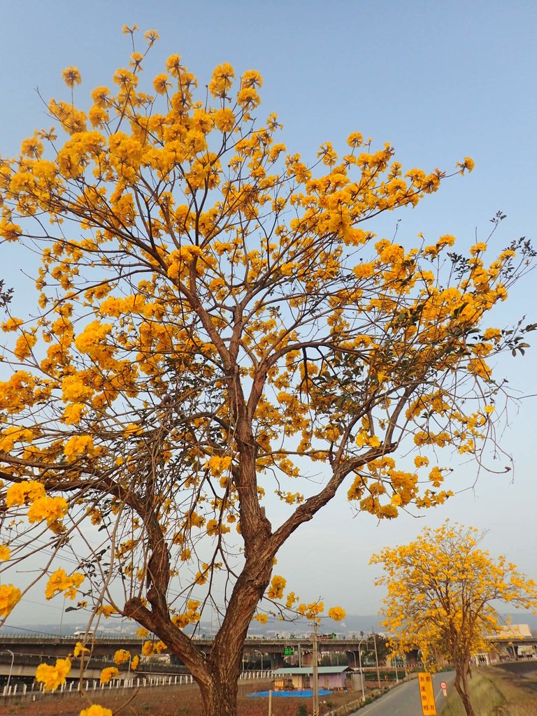 P3066287.JPG - 南投  貓羅溪畔  黃花風鈴木