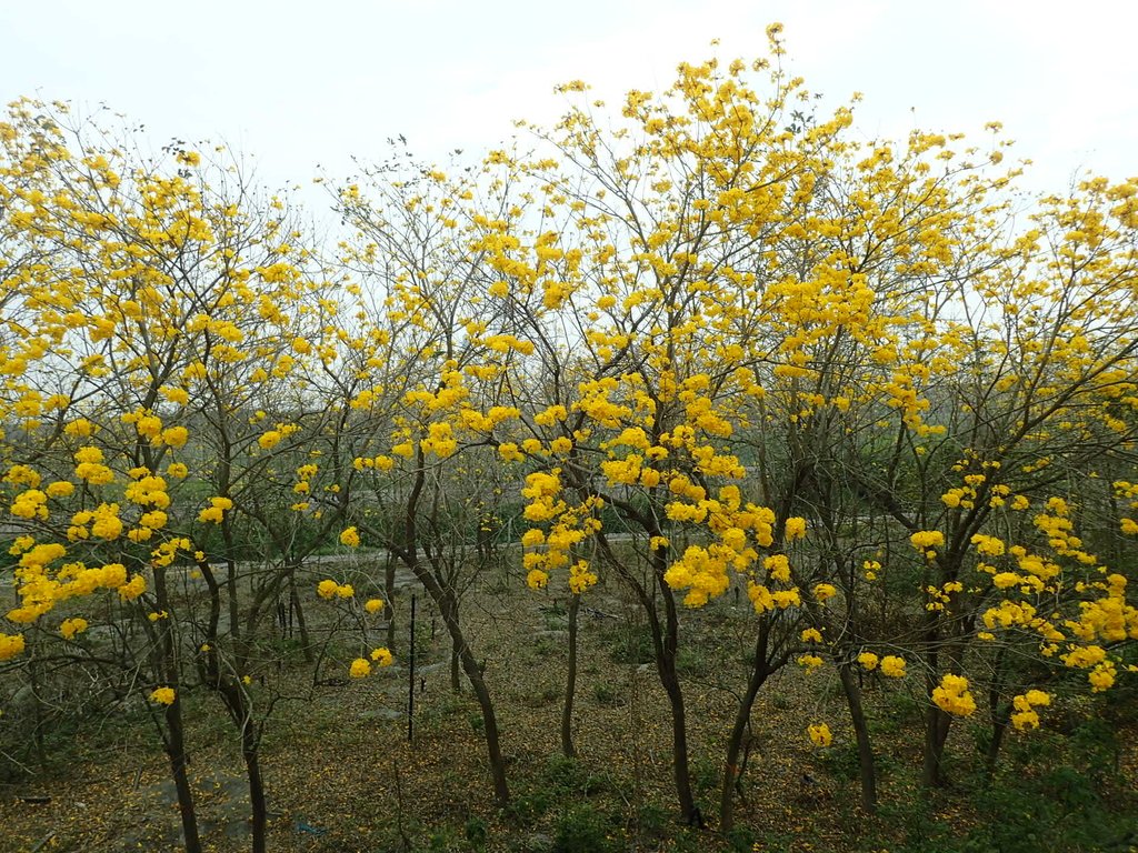 P3066602.JPG - 竹塘  田頭堤防  黃花風鈴木