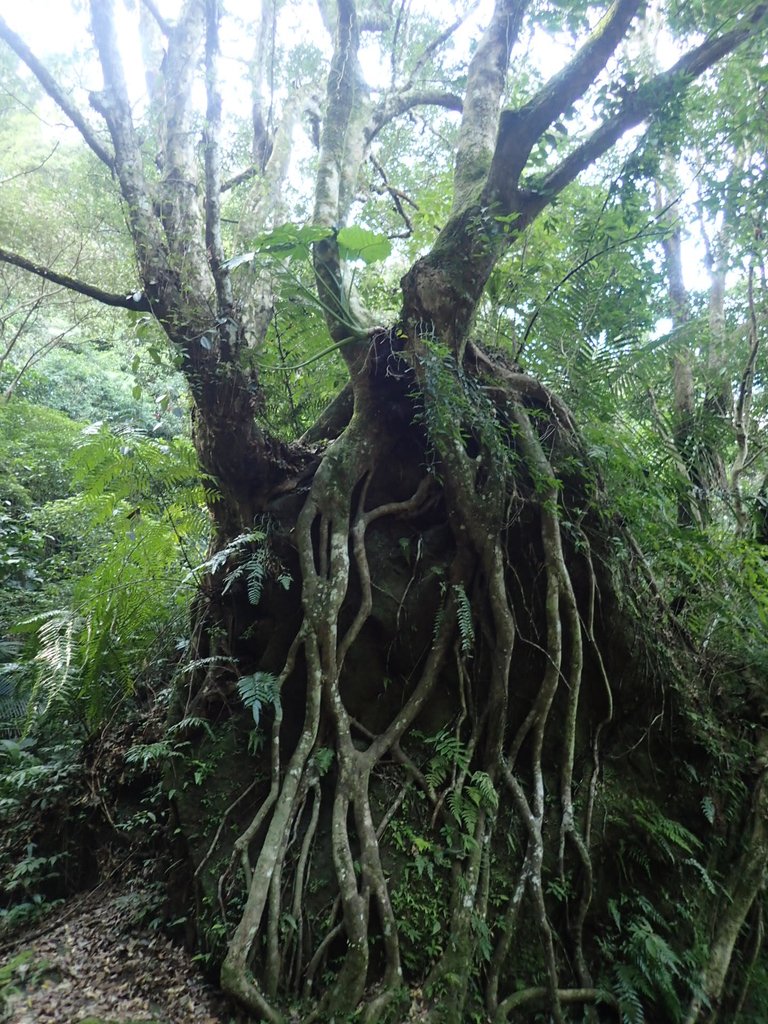 P1224268.JPG - 再訪---  平溪  孝子山登山步道