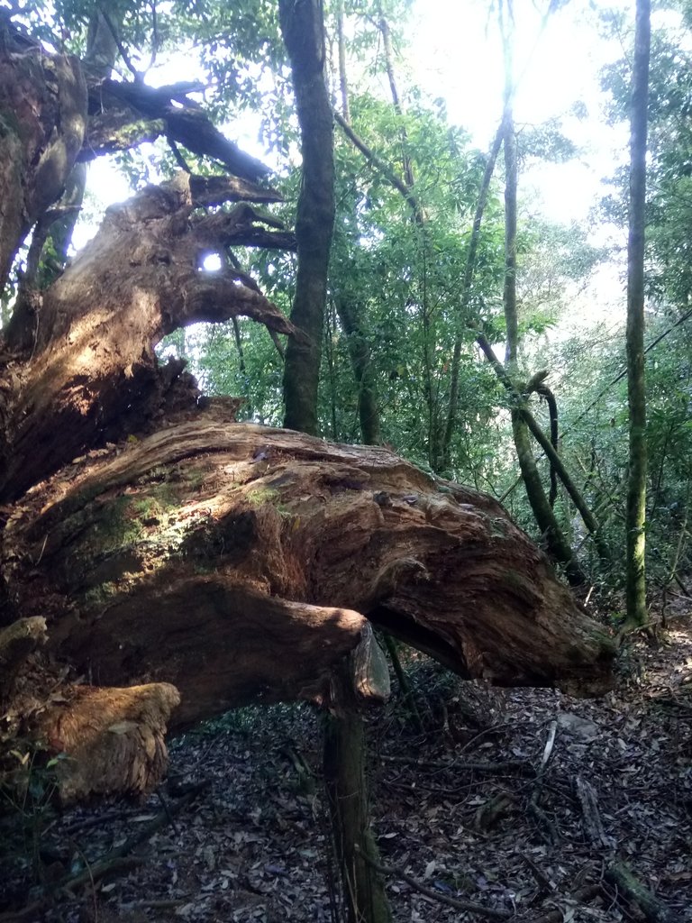 DSC_2634.JPG - 台中  和平  稍來山