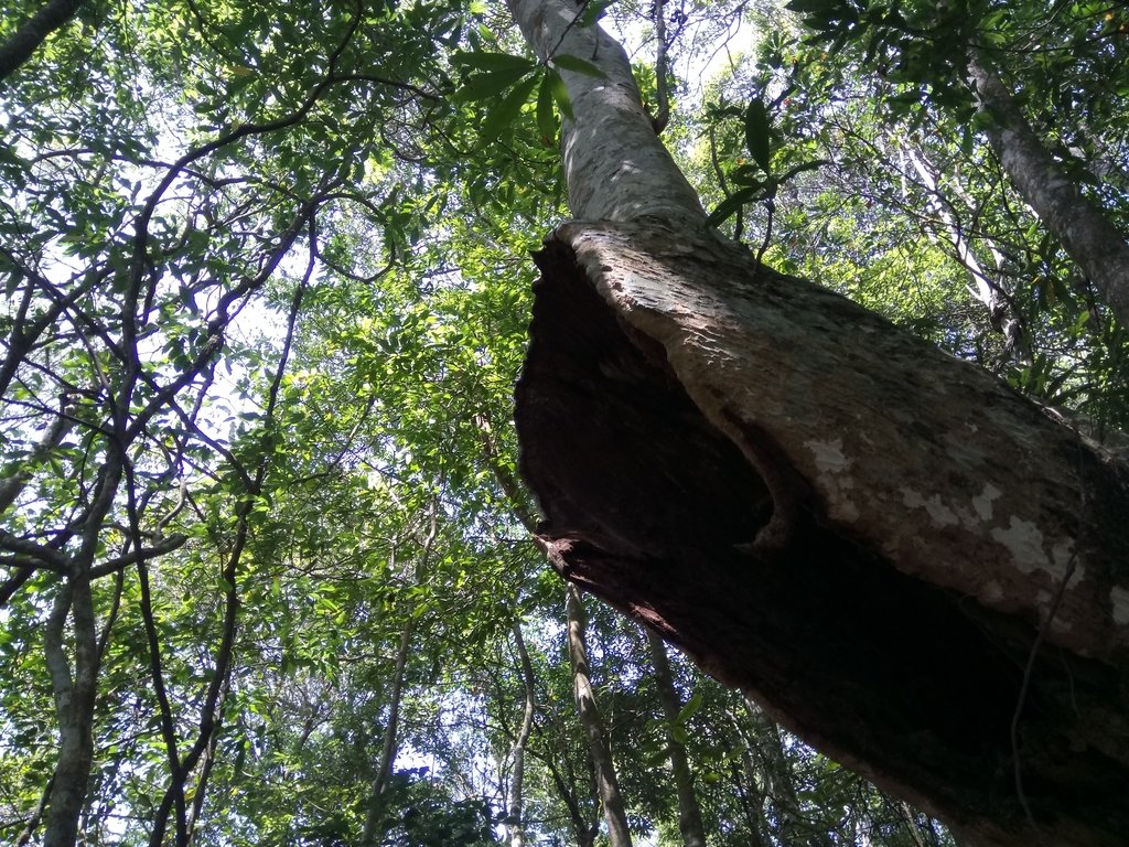 DSC_9958.JPG - 谷關  屋東縱走