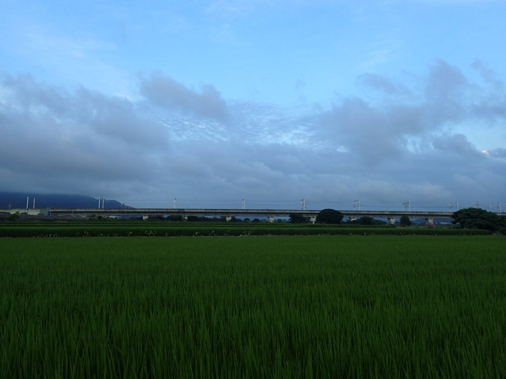 P5314016.JPG - 大甲  大安溪  北堤岸風光