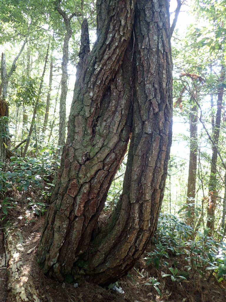 P6054044.JPG - 谷關七雄之  馬崙山  (上)