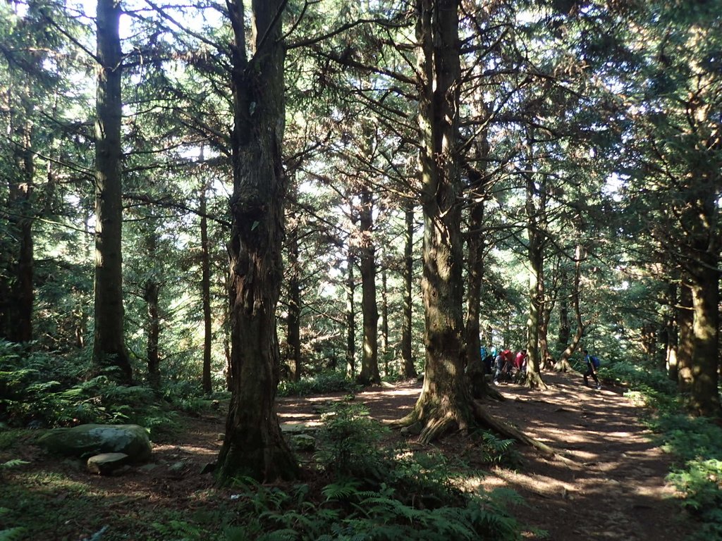 P7235831.JPG - 台中和平  長壽山登山步道  (上)