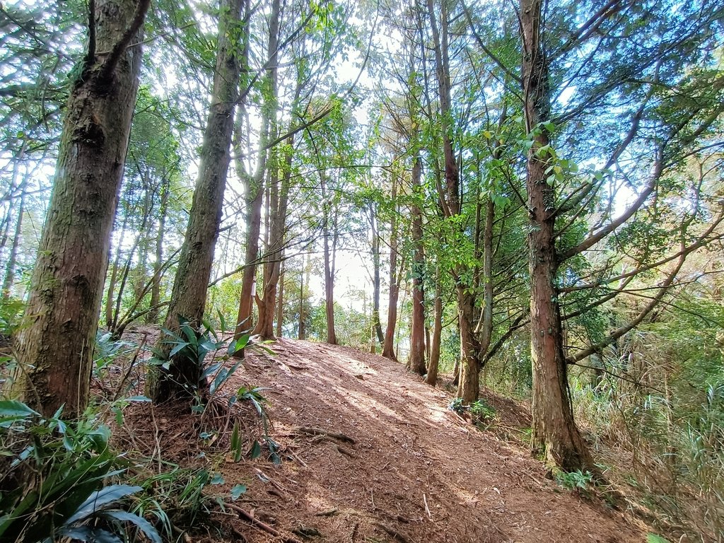 IMG20210205111202.jpg - 竹山  嶺頭山  金柑樹山