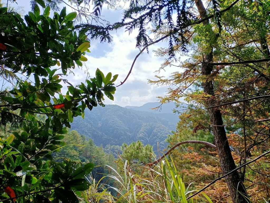 IMG20210205114109.jpg - 竹山  嶺頭山  金柑樹山