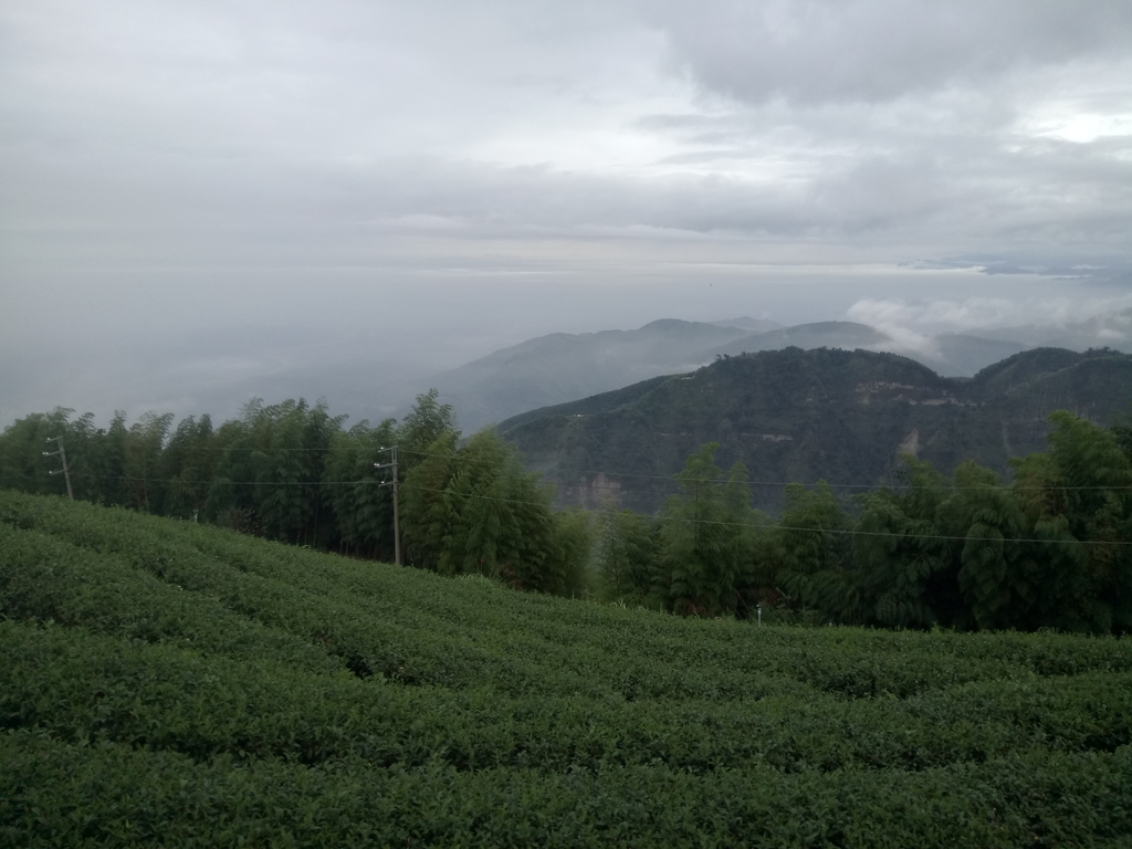 DSC_1322.JPG - 古坑  雲嶺之丘