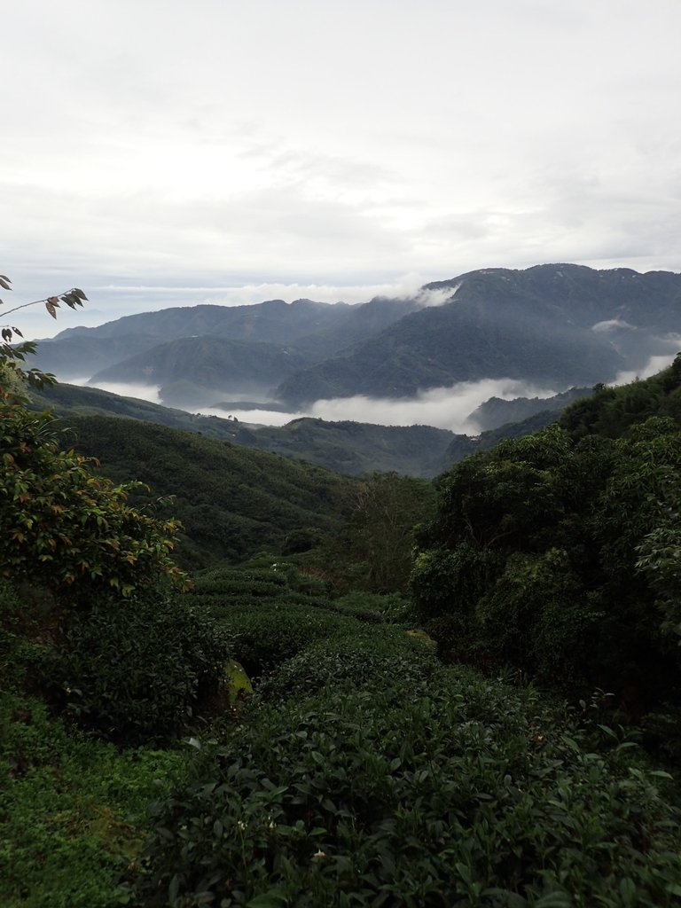 PA231775.JPG - 往三層坪途中之  茶園景致