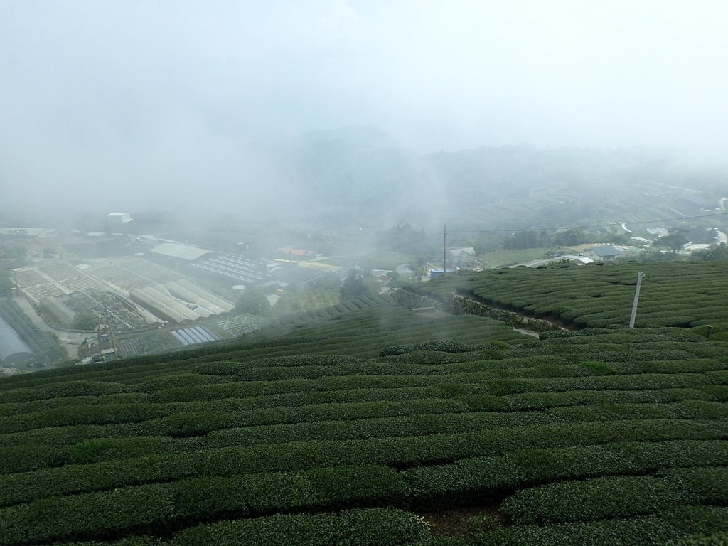 P3257866.JPG - 阿里山  隙頂茶園之美