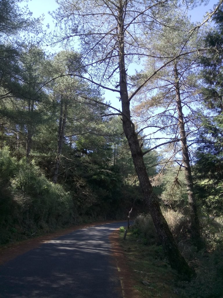 DSC_1672.JPG - 鹿林山  麟趾山步道  (01)