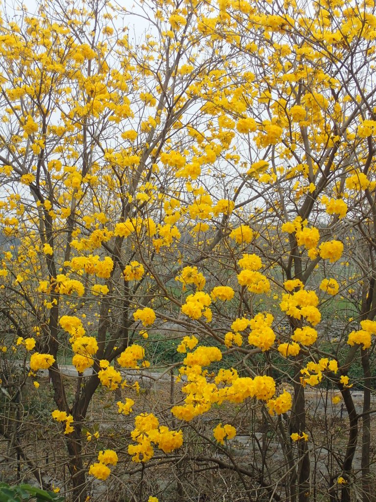 P3066613.JPG - 竹塘  田頭堤防  黃花風鈴木