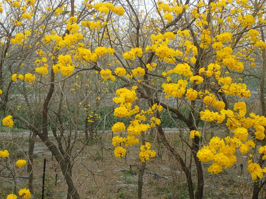 P3066609.JPG - 竹塘  田頭堤防  黃花風鈴木