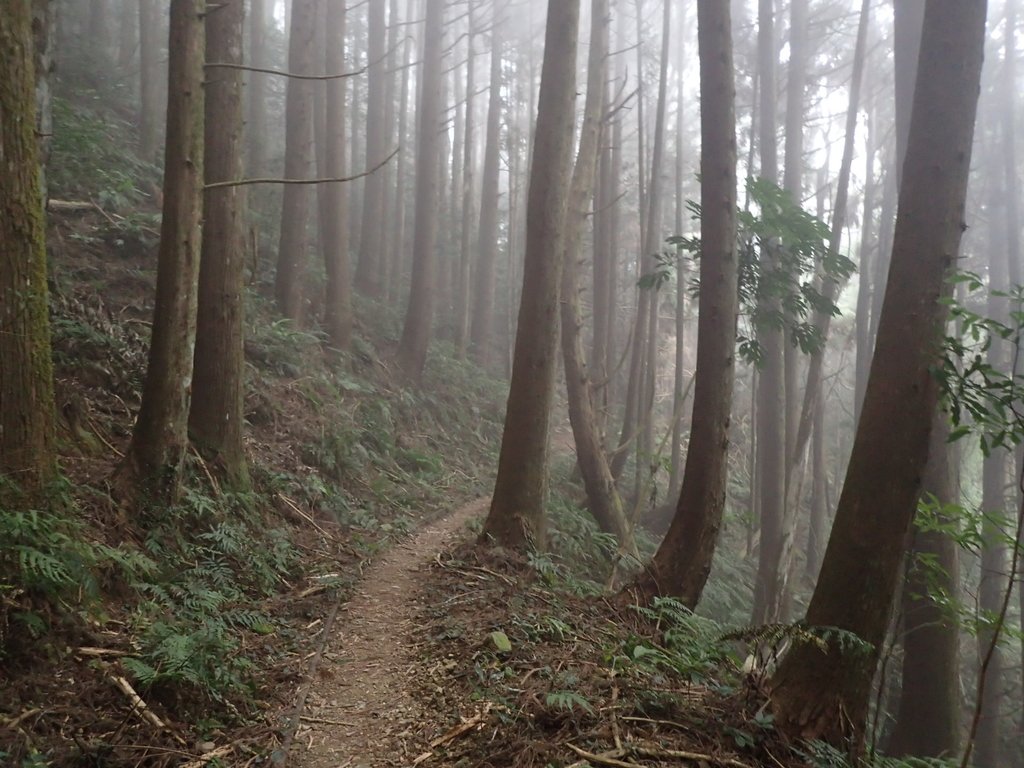 P2034977.JPG - 南庄  加里山  森林鐵道