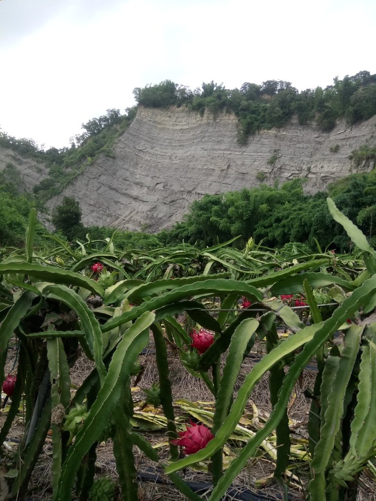 DSC_2745.JPG - 霧峰  烏溪北岸之  象鼻坑風光