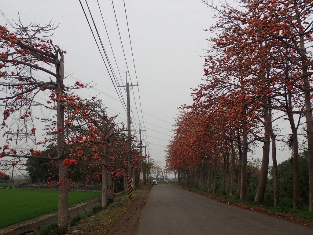 P3066338.JPG - 埤頭  東螺溪  木棉花