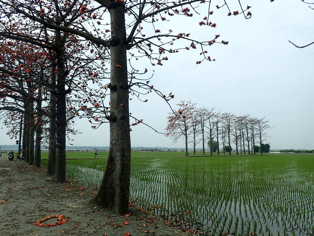 P3066484.JPG - 竹塘  田頭  木棉花道