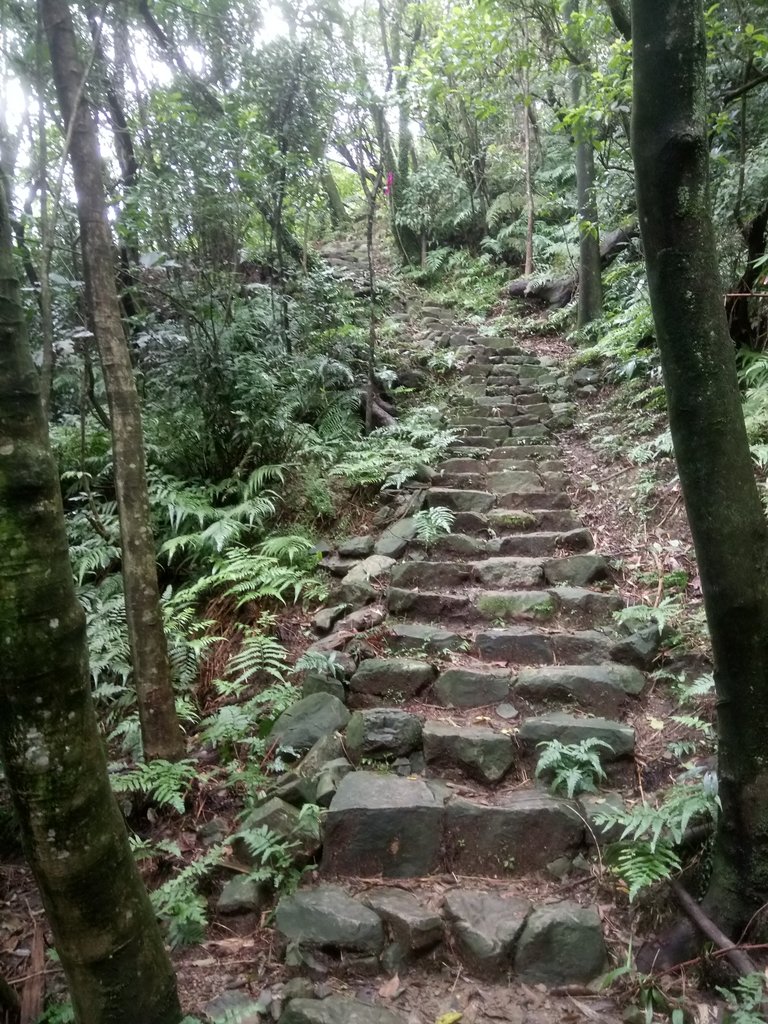 DSC_3549.JPG - 瑞芳  燦光寮古道初探