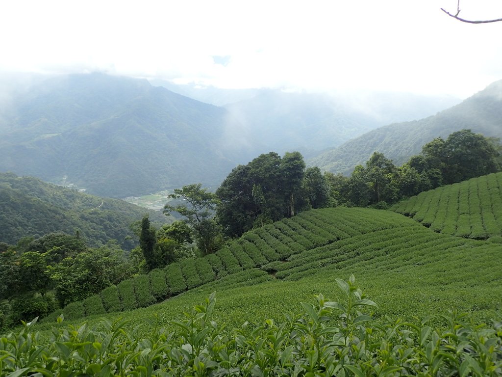 P8156626.JPG - 武界茶園  (02)