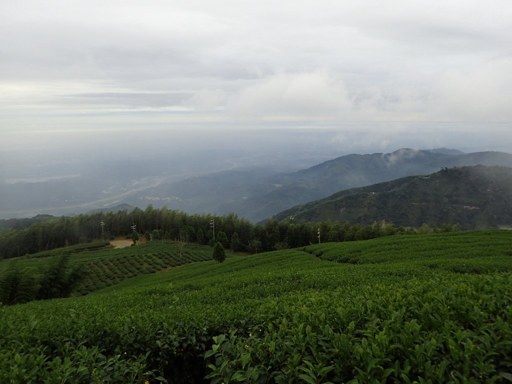 PA231854.JPG - 古坑  雲嶺之丘